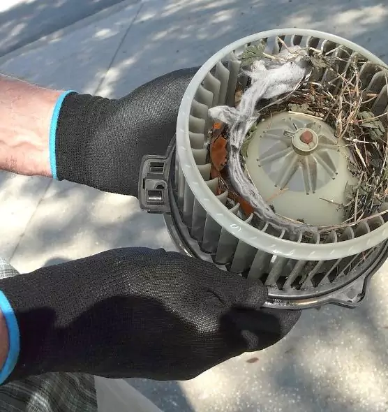 About Air Duct Mice Removal in Ankeny, IA