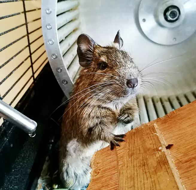 Why Homeowners & Businesses Trust Us Ankeny, IA